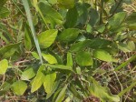Mucuna stans
