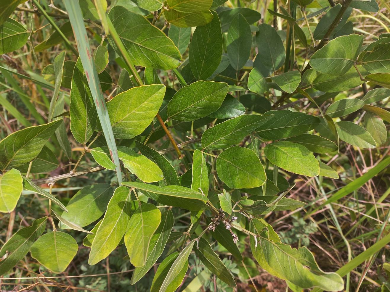 Mucuna stans