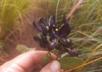 Mucuna stans
