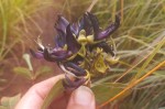 Mucuna stans