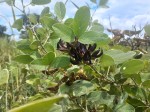 Mucuna stans