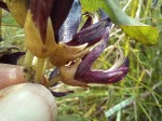 Mucuna stans