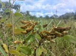 Mucuna stans