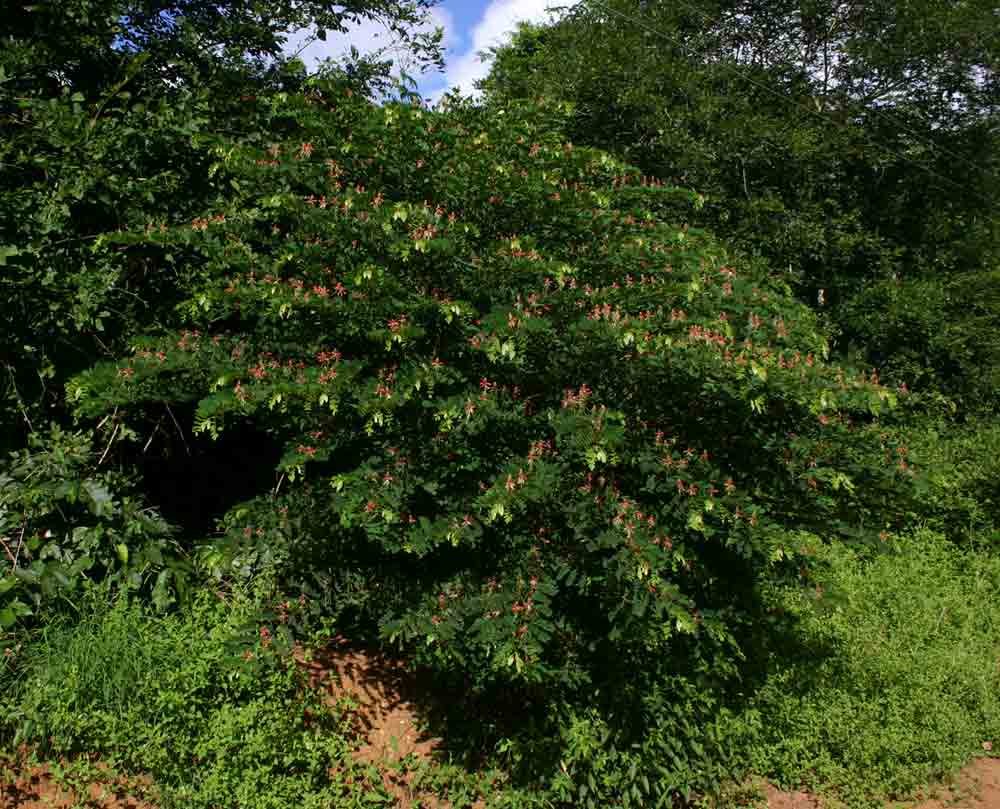 Indigofera fulgens subsp. fulgens