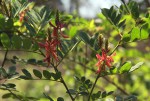 Indigofera fulgens subsp. fulgens