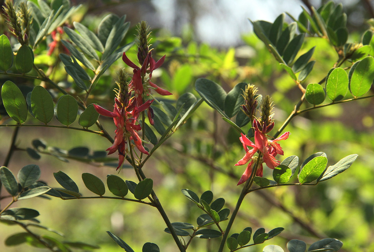 Indigofera fulgens subsp. fulgens