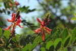 Indigofera fulgens subsp. fulgens