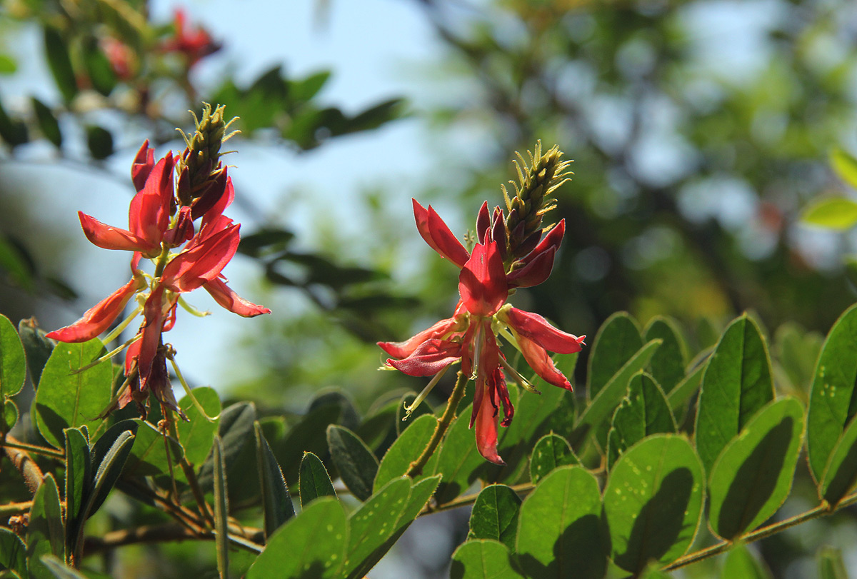 Indigofera fulgens subsp. fulgens