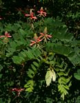 Indigofera fulgens subsp. fulgens