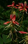 Indigofera fulgens subsp. fulgens