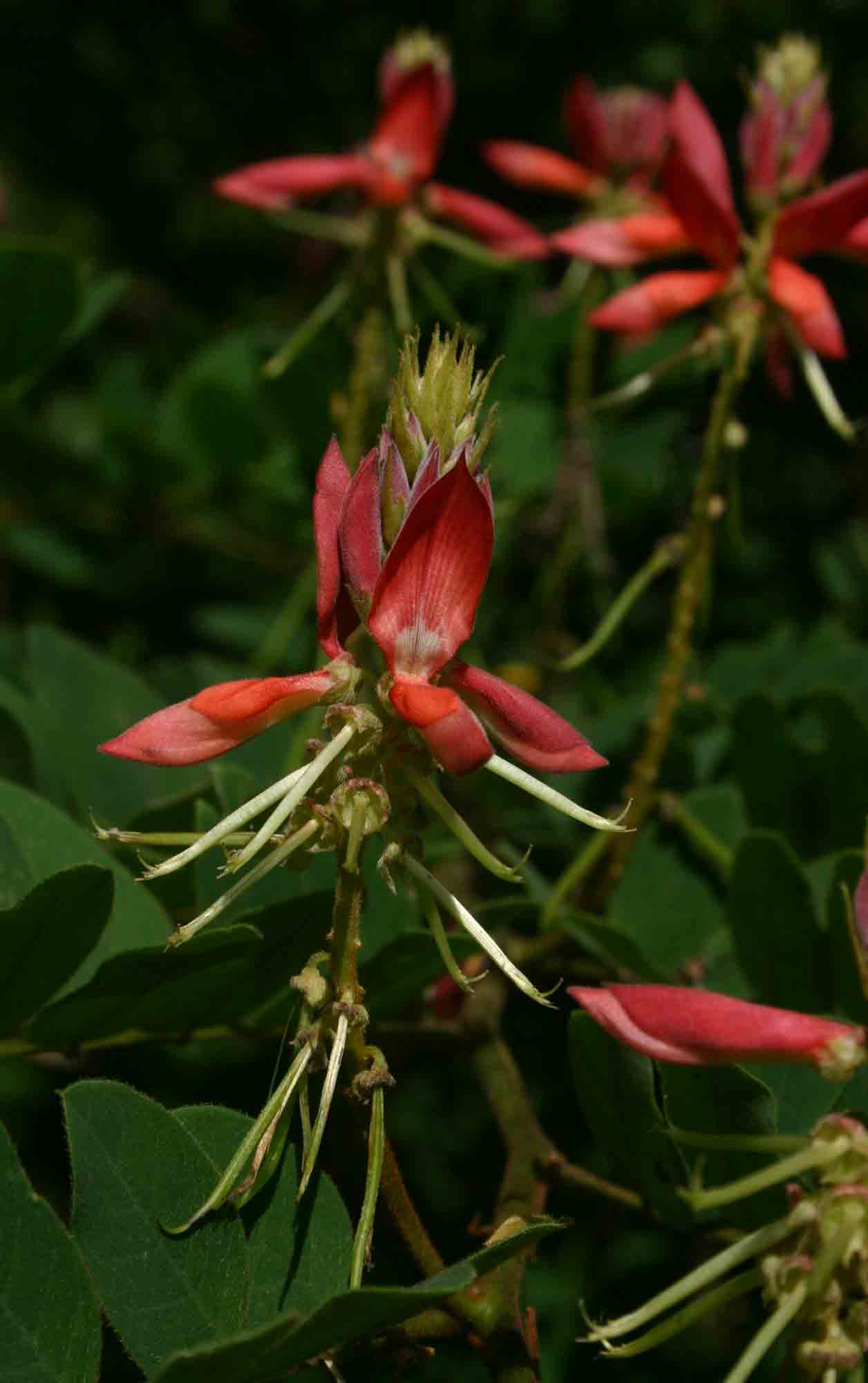 Indigofera fulgens subsp. fulgens