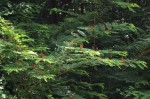 Indigofera fulgens subsp. fulgens
