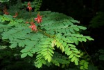 Indigofera fulgens subsp. fulgens