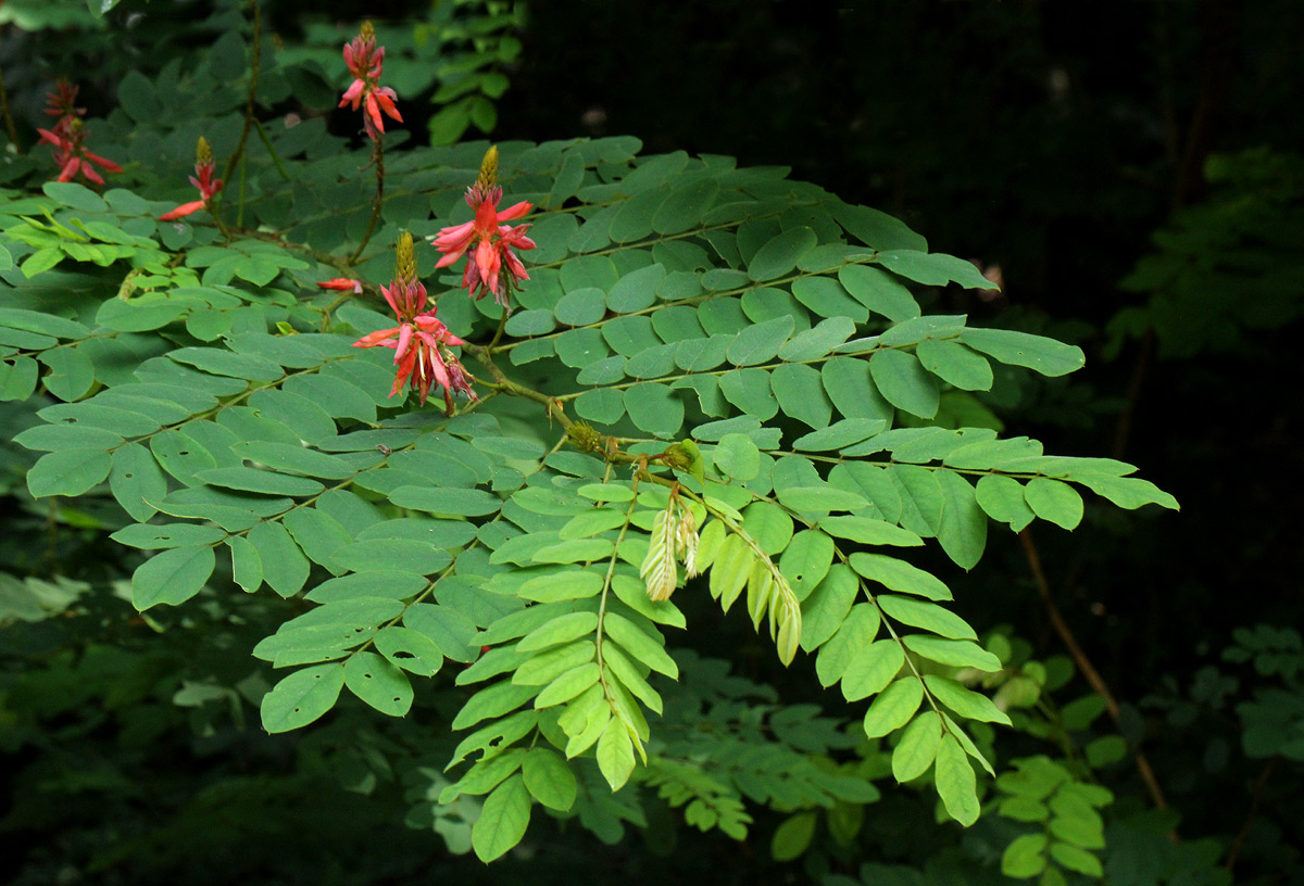Indigofera fulgens subsp. fulgens
