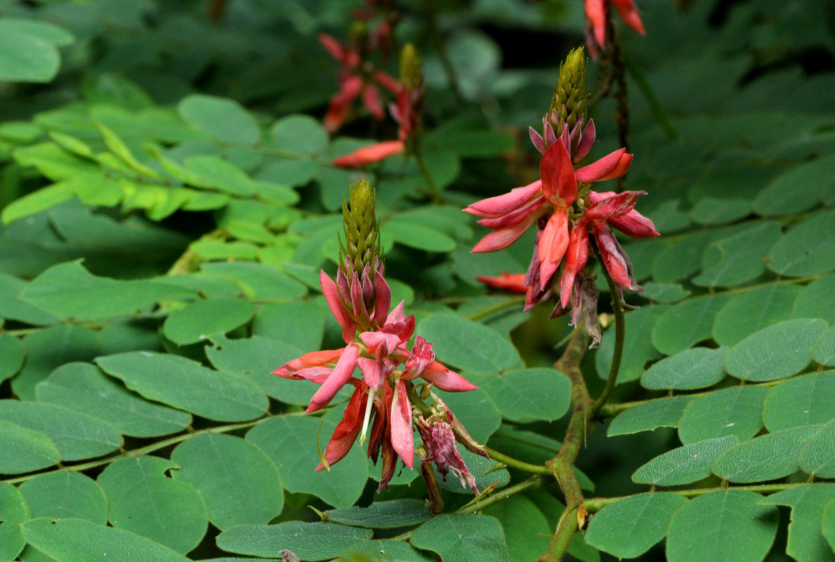 Indigofera fulgens subsp. fulgens