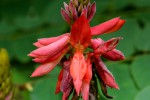 Indigofera fulgens subsp. fulgens