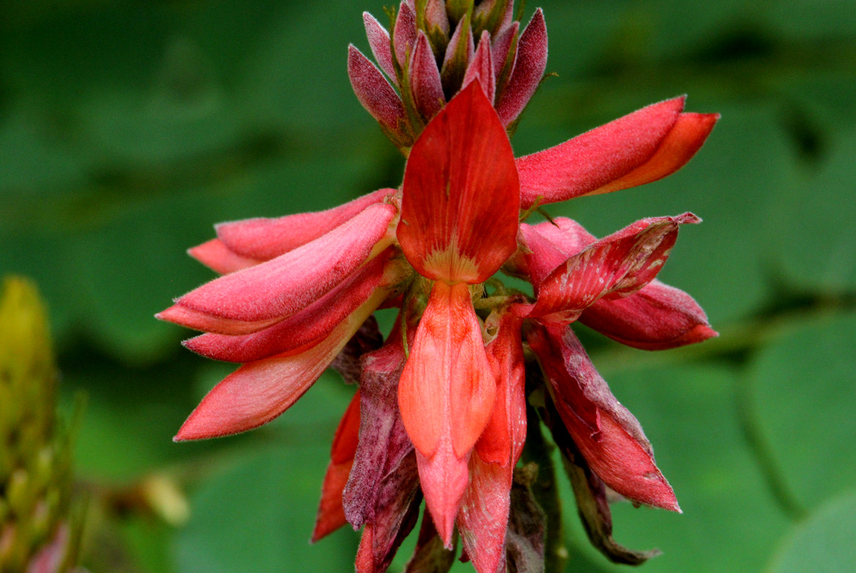 Indigofera fulgens subsp. fulgens
