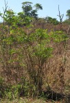 Indigofera fulgens subsp. fulgens