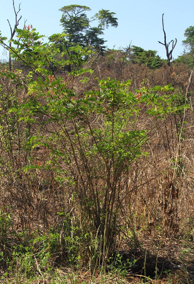 Indigofera fulgens subsp. fulgens