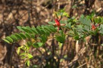 Indigofera fulgens subsp. fulgens