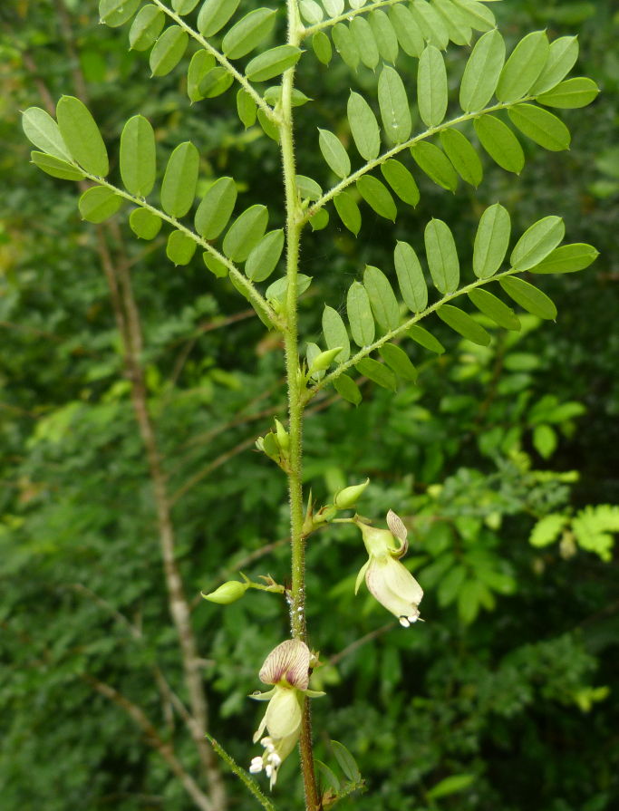 Ormocarpum schliebenii
