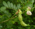 Ormocarpum schliebenii