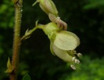 Ormocarpum schliebenii