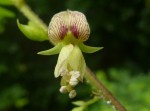 Ormocarpum schliebenii