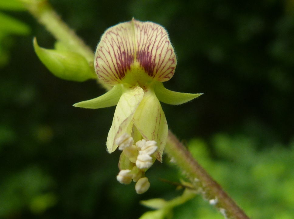 Ormocarpum schliebenii