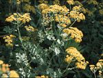Cineraria pulchra