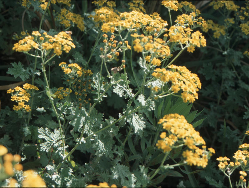 Cineraria pulchra