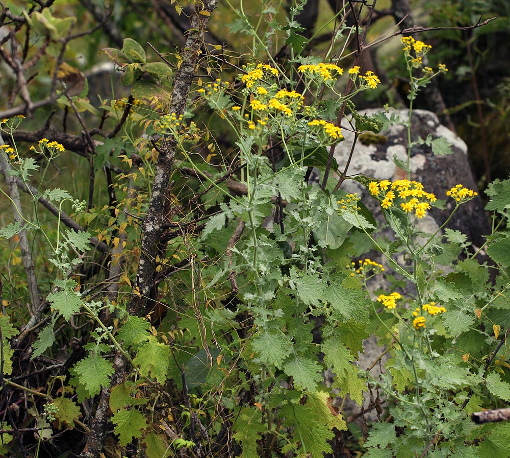 Cineraria pulchra