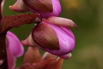 Eulophia latilabris
