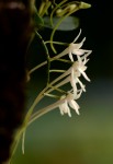 Mystacidium venosum