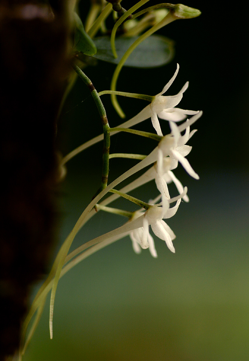 Mystacidium venosum