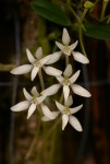 Mystacidium venosum