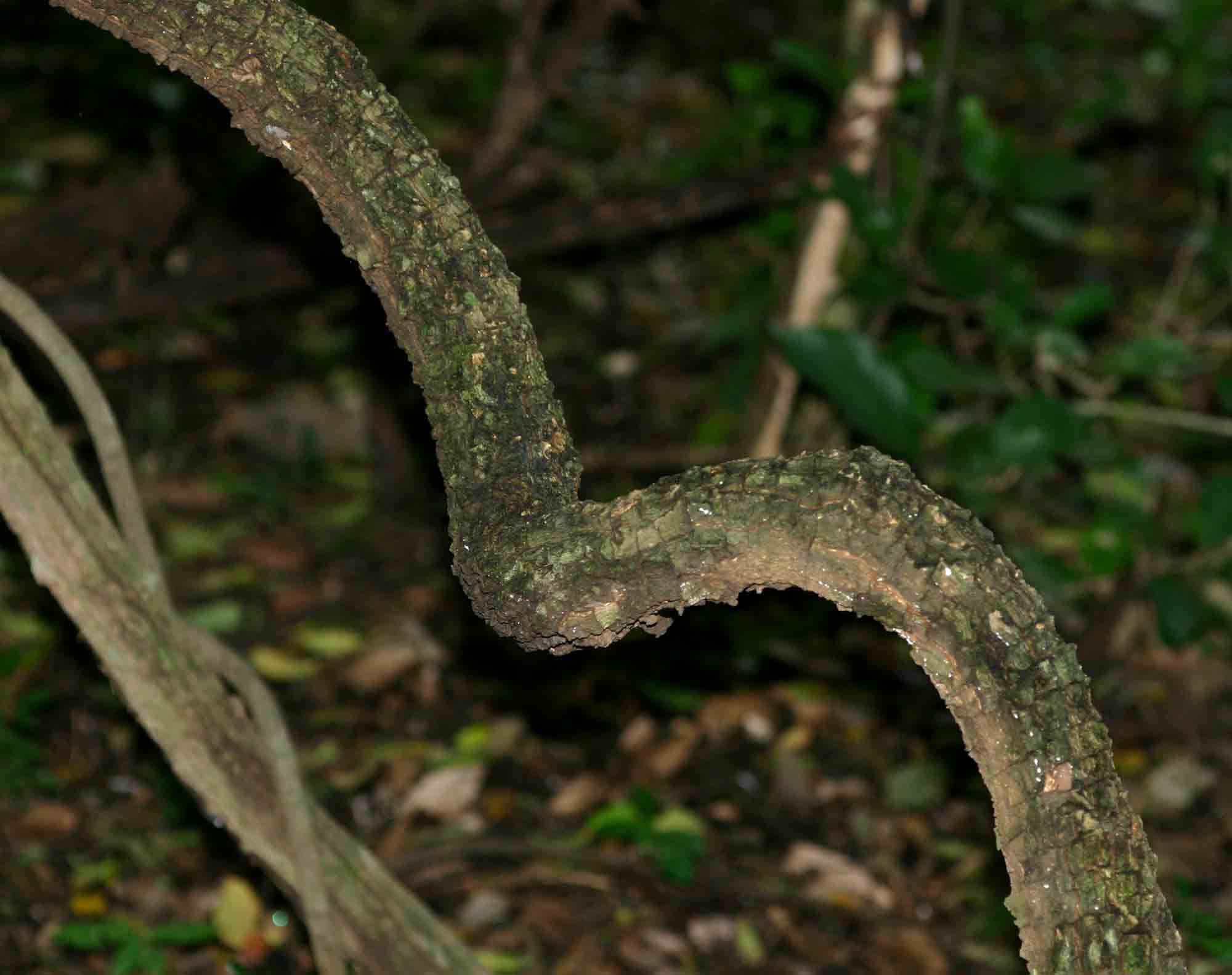 Alafia microstylis