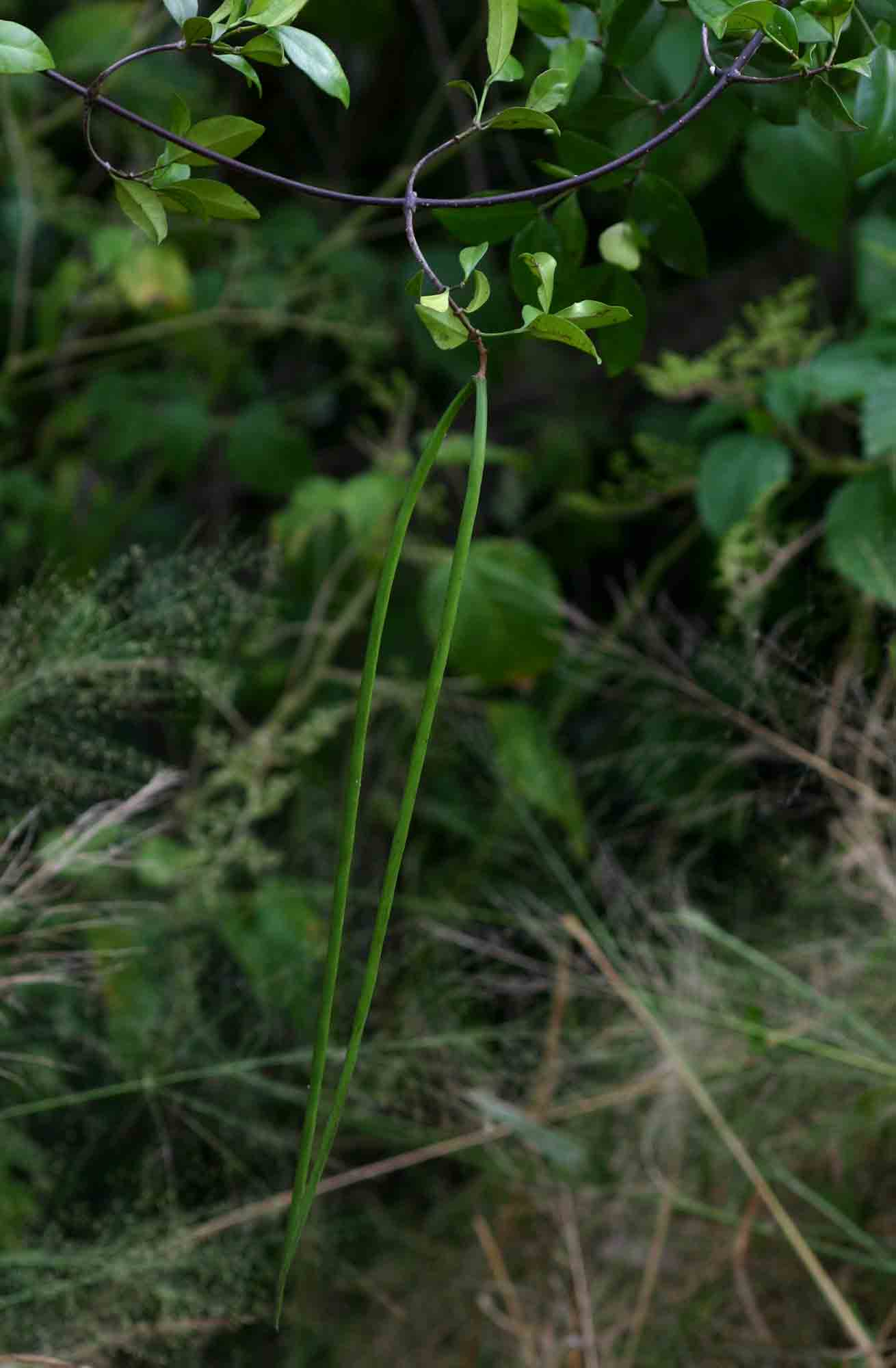 Alafia microstylis