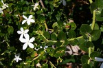 Carissa macrocarpa