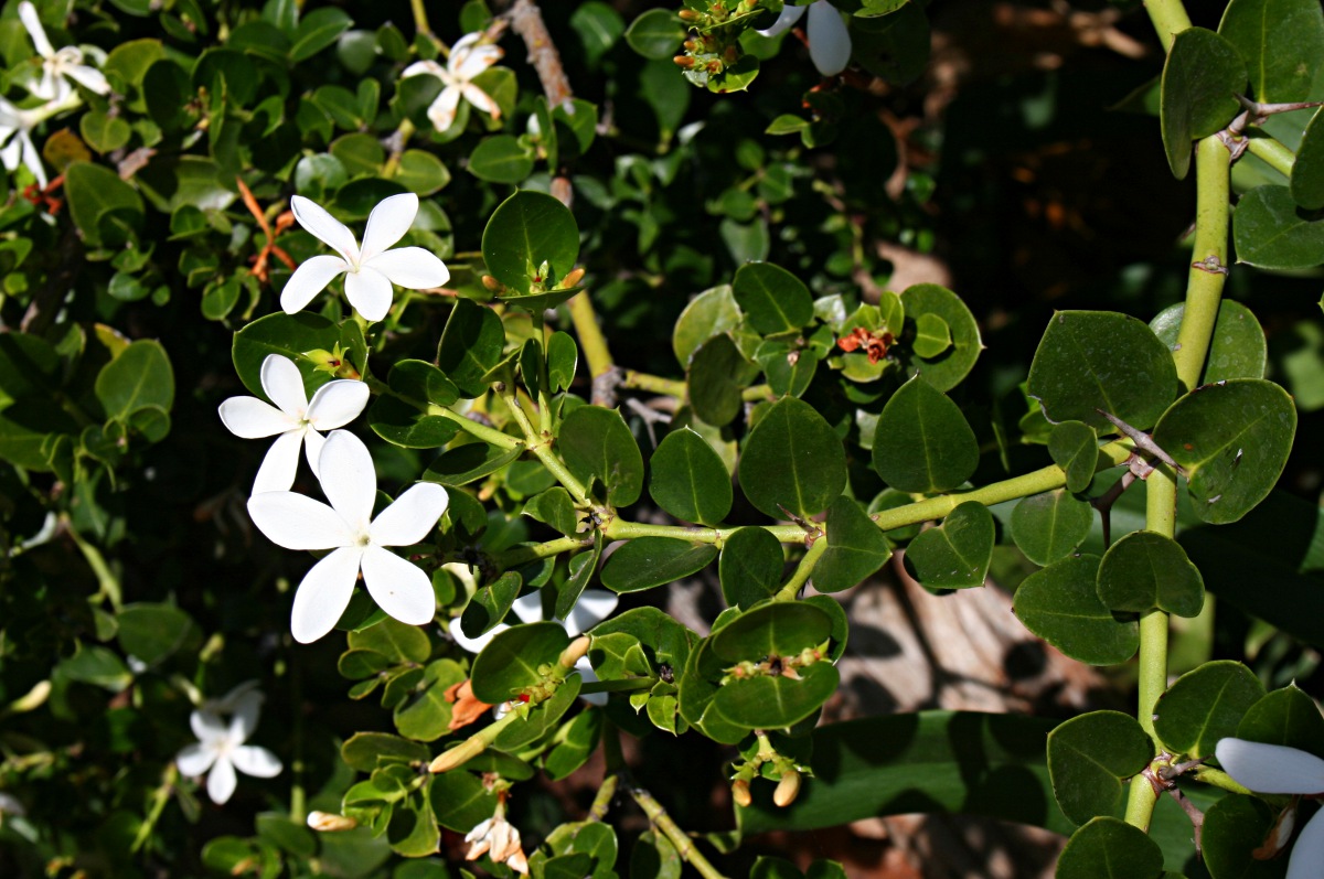 Carissa macrocarpa