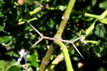 Carissa macrocarpa