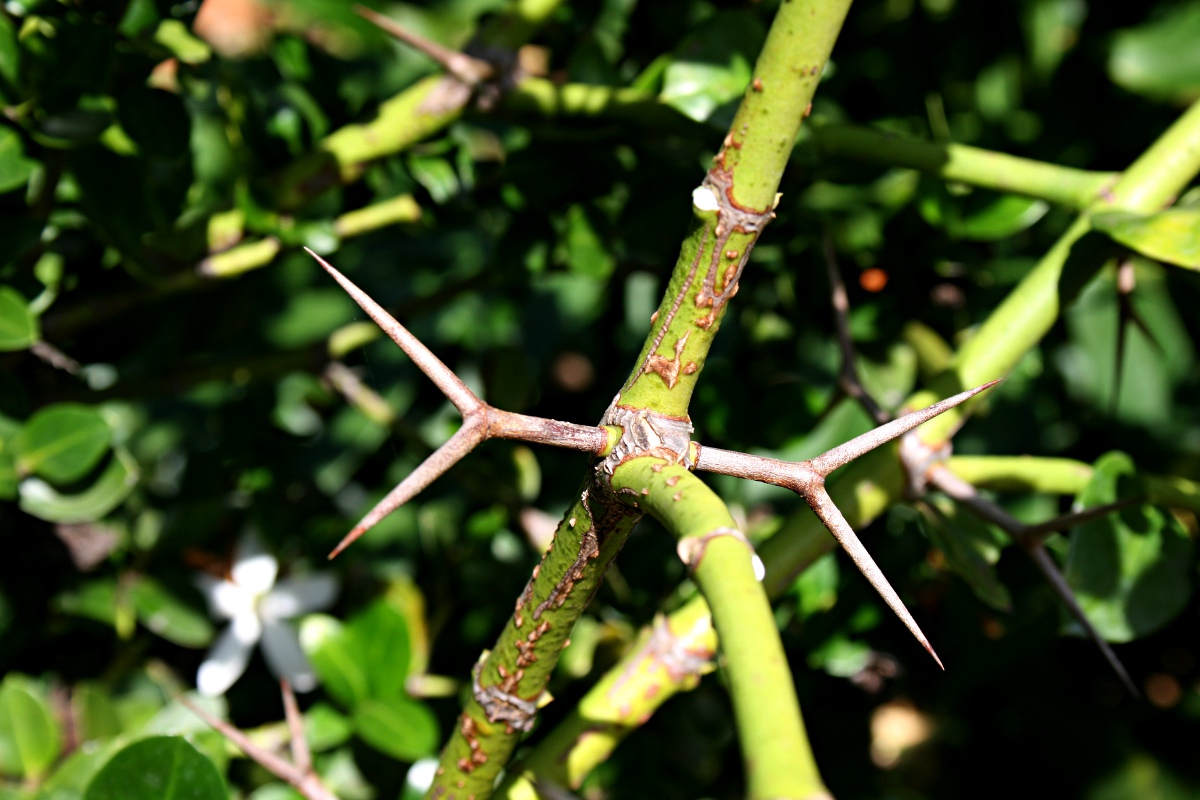 Carissa macrocarpa