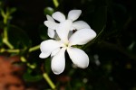Carissa macrocarpa