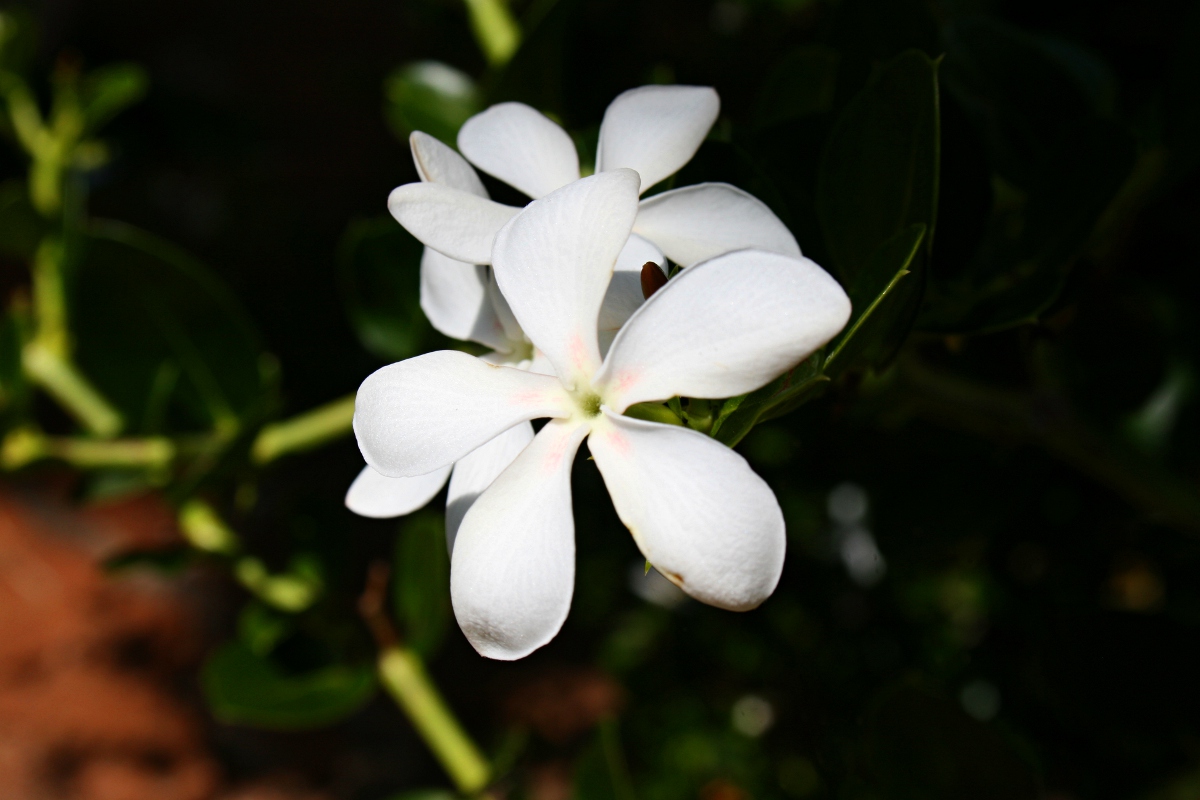 Carissa macrocarpa