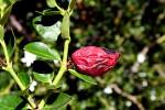 Carissa macrocarpa