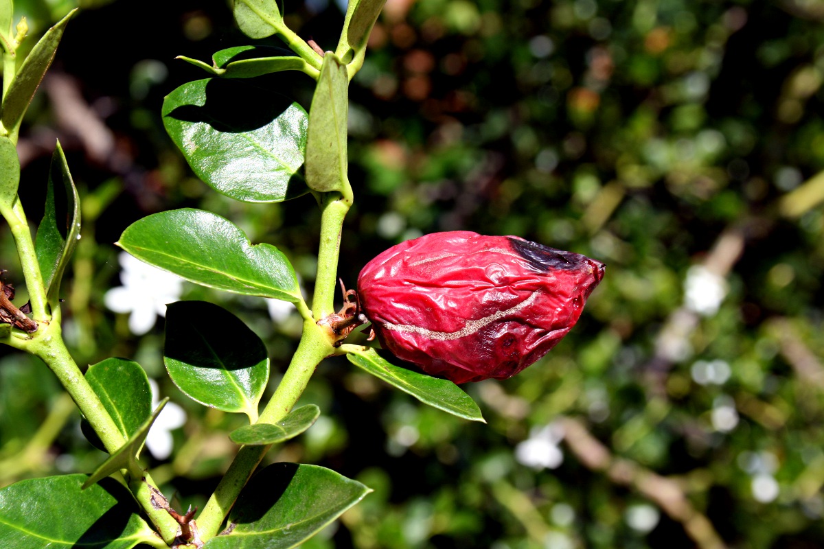 Carissa macrocarpa