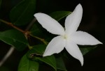 Carissa praetermissa