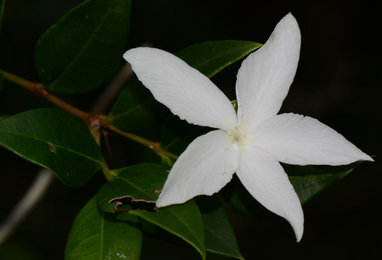 Carissa praetermissa
