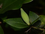 Carissa praetermissa