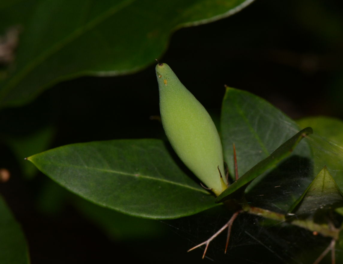 Carissa praetermissa